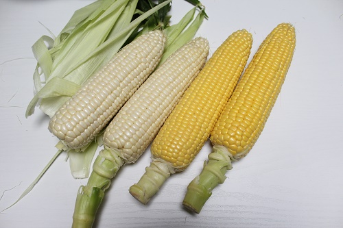 とうもろこし (2).JPG