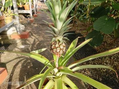 プヤ・ベルテロニアナ Puya berteroniana どっちが本物？ | 園芸侍の