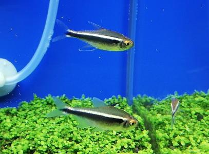 熱帯魚 線虫について ワイヤークラフト アクアリウム そして おやじの日常 楽天ブログ