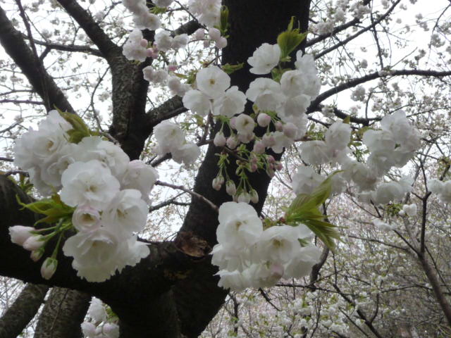 623 八重桜