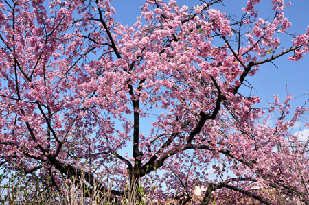 桜１