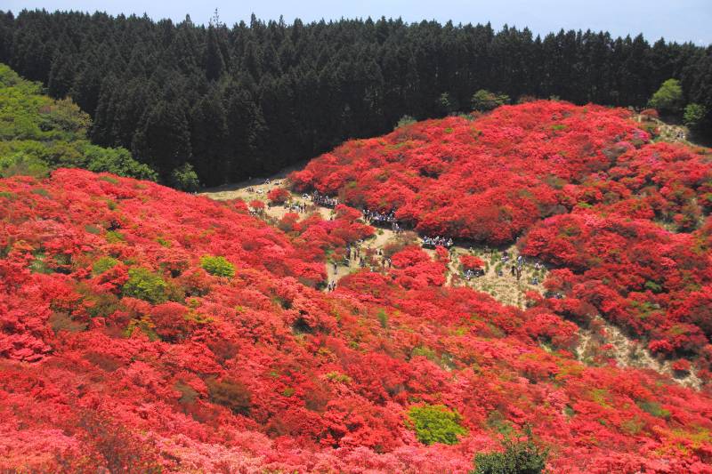 葛城山ツツジ園_002.jpg