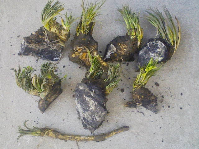 F1000035 - コピー (2).JPG