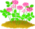 レンゲの花