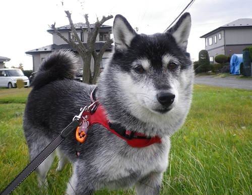 元気なのは、ハナだけ~