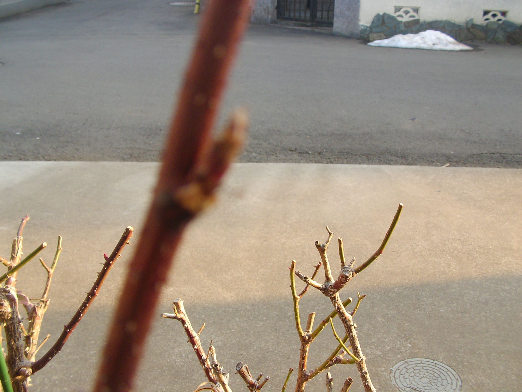 ラズベリーの花芽 Motoqの無農薬栽培 楽天ブログ