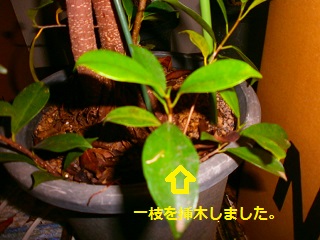 P1300183.jpg