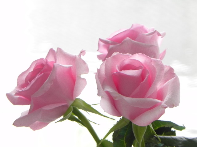 薔薇2.jpg