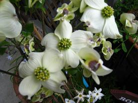 IMG_1904.JPG