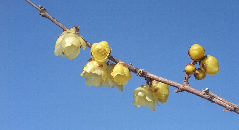 2014.02.06 庭の蝋梅１.jpg