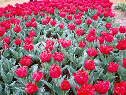tチューリップ祭り4