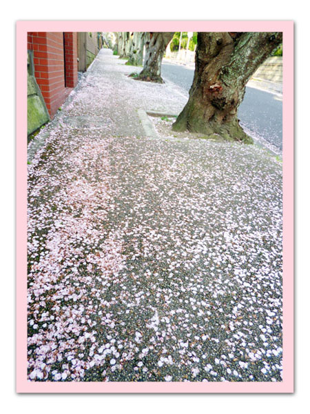 桜並木歩道