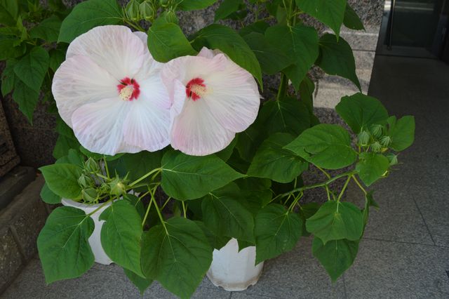 DSC_0731.JPG