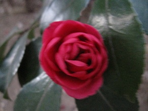 IMG_7042.JPG