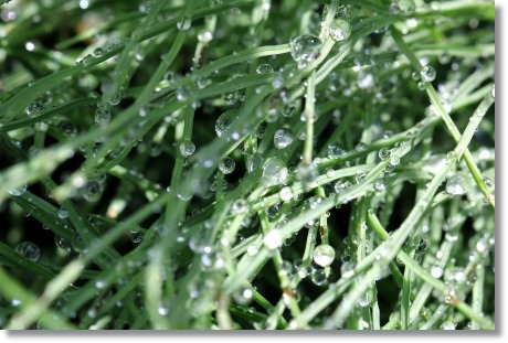 自宅の庭-8 水滴-8 14.5.27