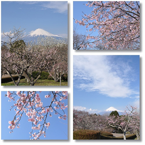 桜4枚