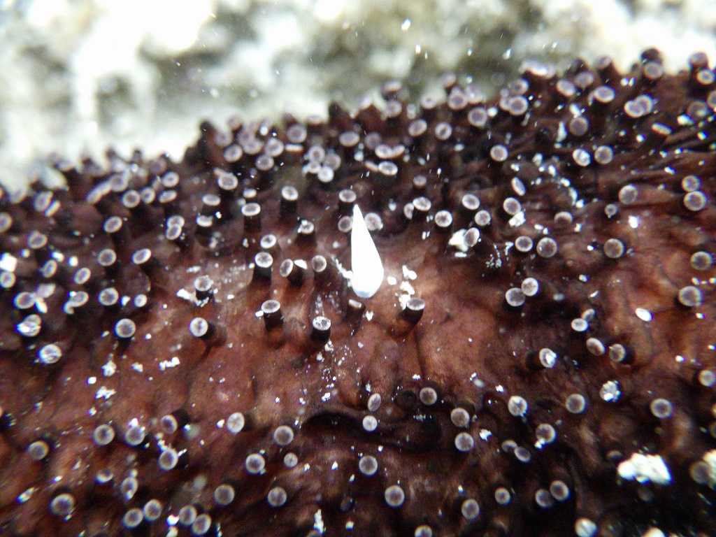 串本磯採集2023年7月上旬39　ニセクロナマコ（Holothuria leucospilota）の寄生貝　ハナゴウナ科の一種（Eulimidae sp.）