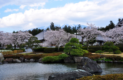 桜２