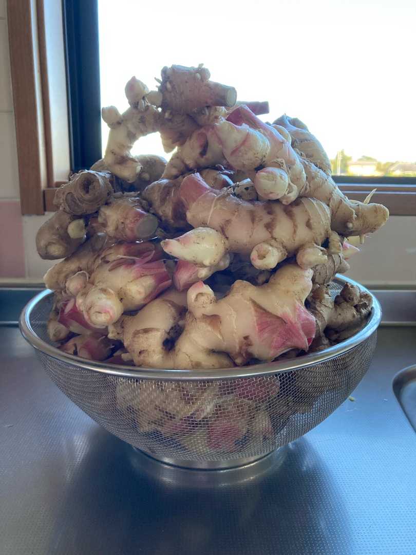 ショウガを全て収穫しました 我が家の菜園日記 晴れ時々曇り 楽天ブログ