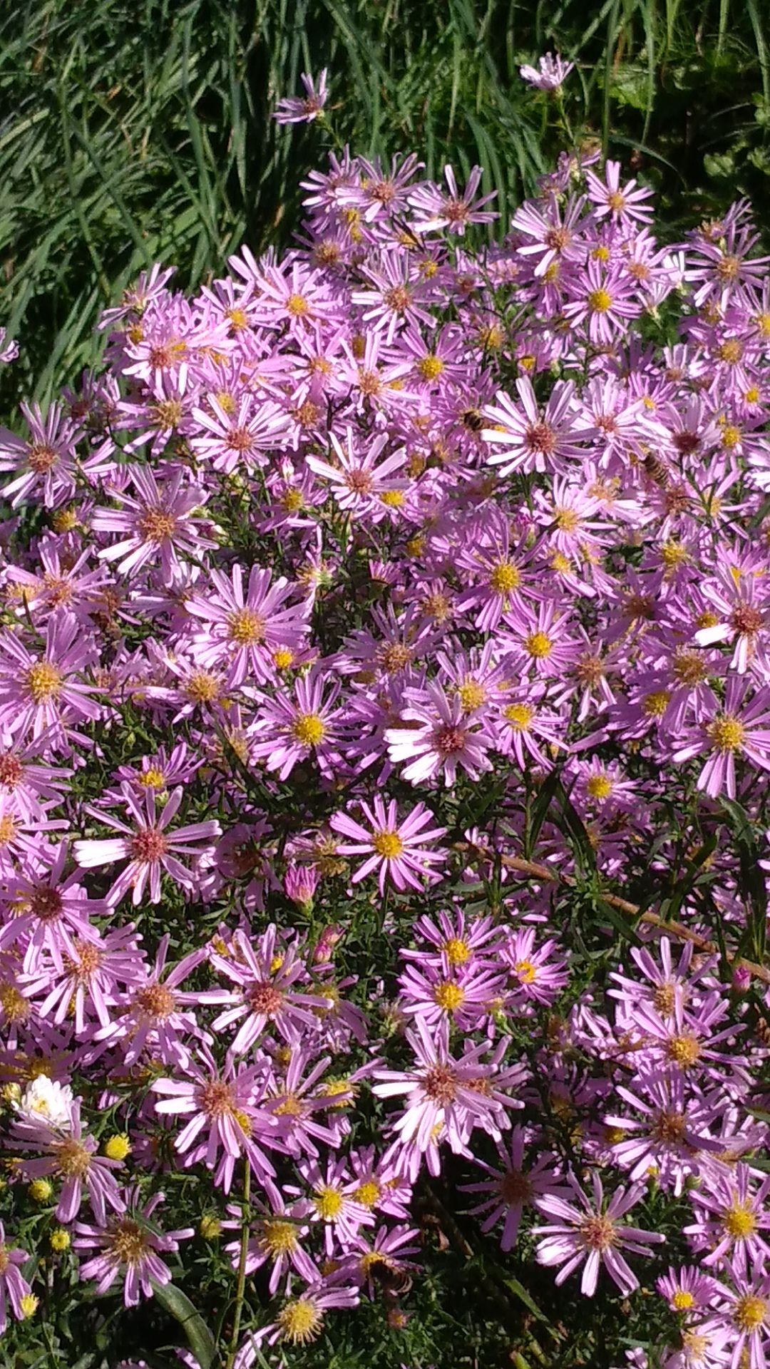 アスター パープルドームが満開 花に癒されて 楽天ブログ アスター パープルドームが満開 花に癒されて 楽天ブログ