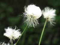 誕生花のないワタスゲ 綿菅 の花言葉 揺らぐ想い 夏の湿原の風に群がってなびく白い穂 弥生おばさんのガーデニングノート 花と緑の365日 楽天ブログ