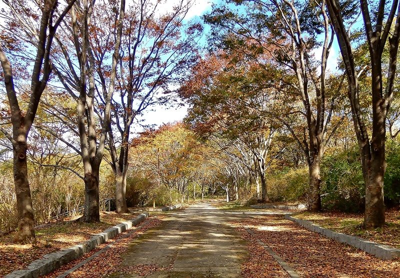 外周路5