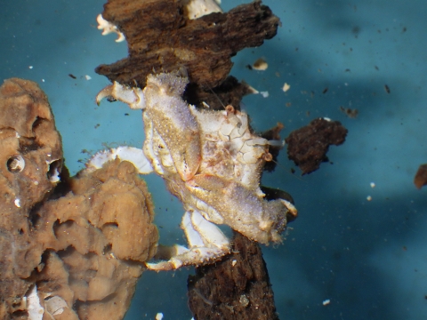 ハリダシカイカムリ（Takedromia cristatipes）2　熊野灘水深200-300m