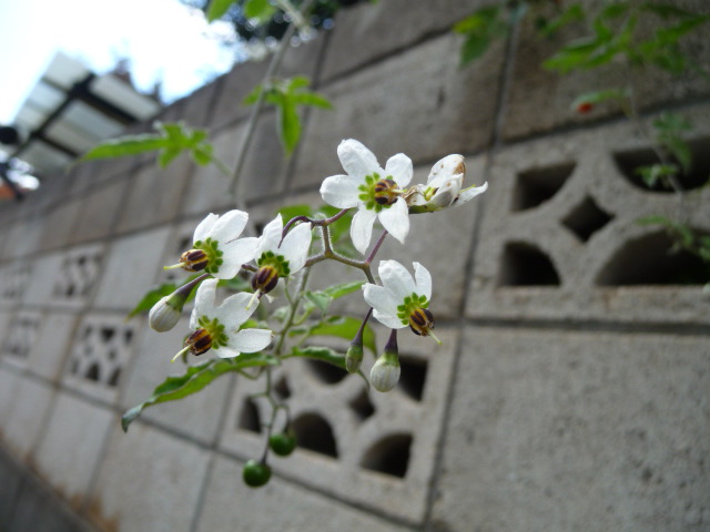 185 花