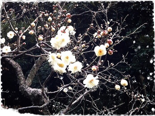 花里の庭の白梅