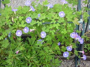 20150831a.jpg