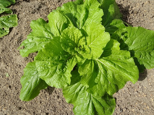 植えて2週間目の白菜1.JPG