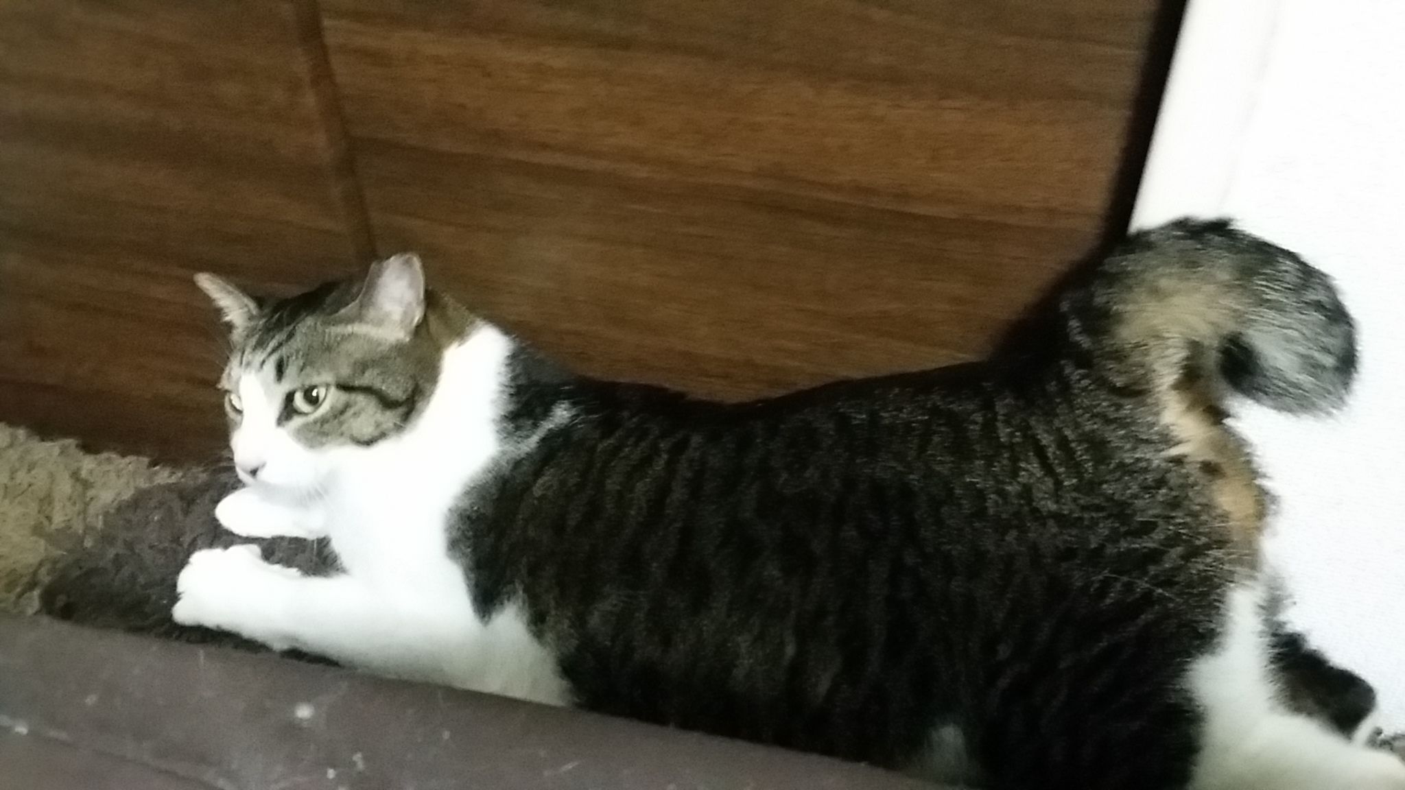 さんちゃんは 花屋な日々 楽天ブログ