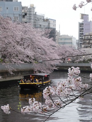 屋形船と桜.jpg