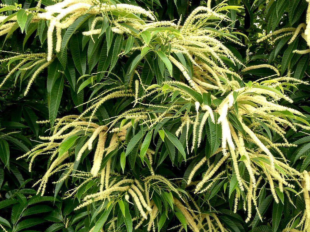 栗の花 Isamuの写真俳句 四季の森空間 楽天ブログ