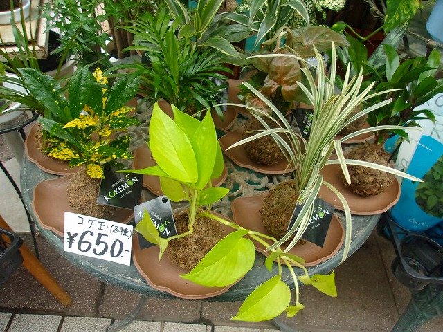 苔玉作品１.jpg