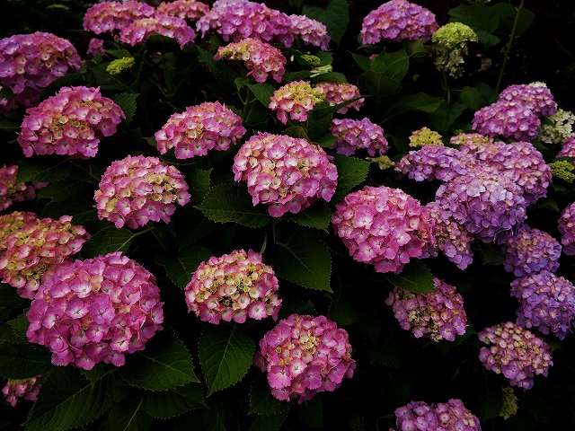 IMG_0089.jpg