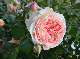 DSC_0124.JPG