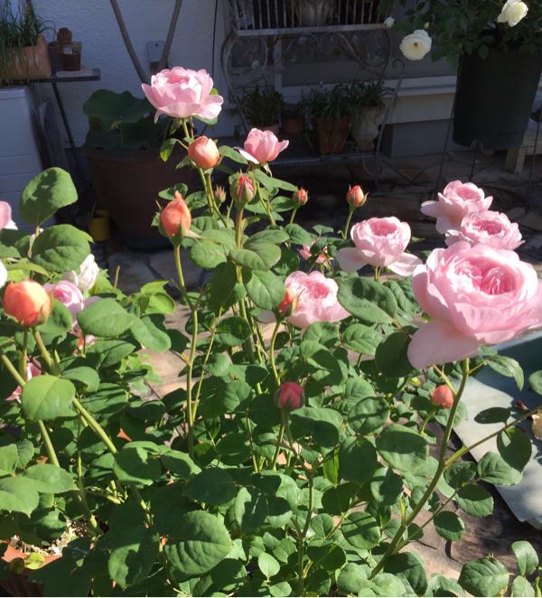 rblog-20180405182739-01.jpg