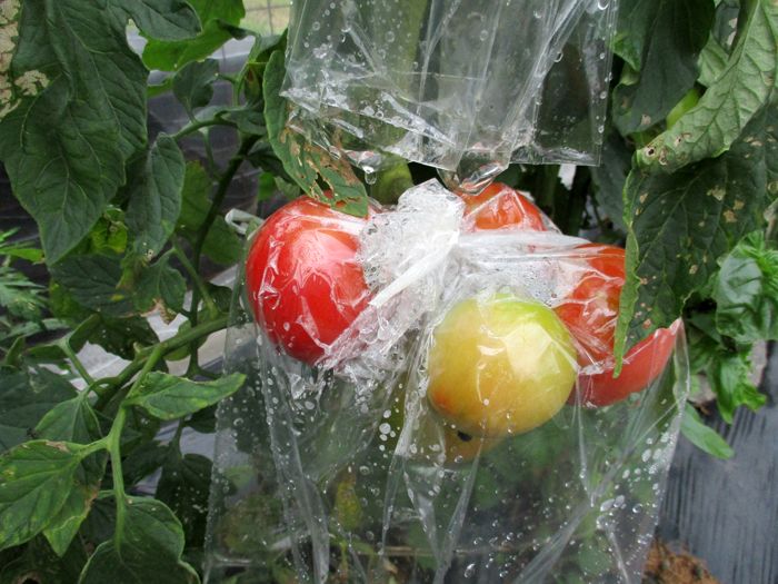 大玉トマトとオクラの収穫が始まりました 幸せの積み木 楽天ブログ