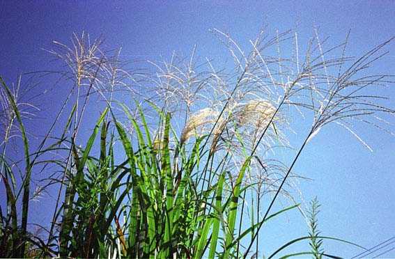 72=Ricoh HI-COLOR 35（永遠に飽きのこない秀逸のデザイン） | 写真機