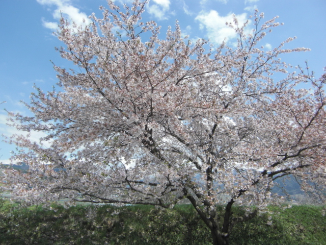 20150422-1.JPG