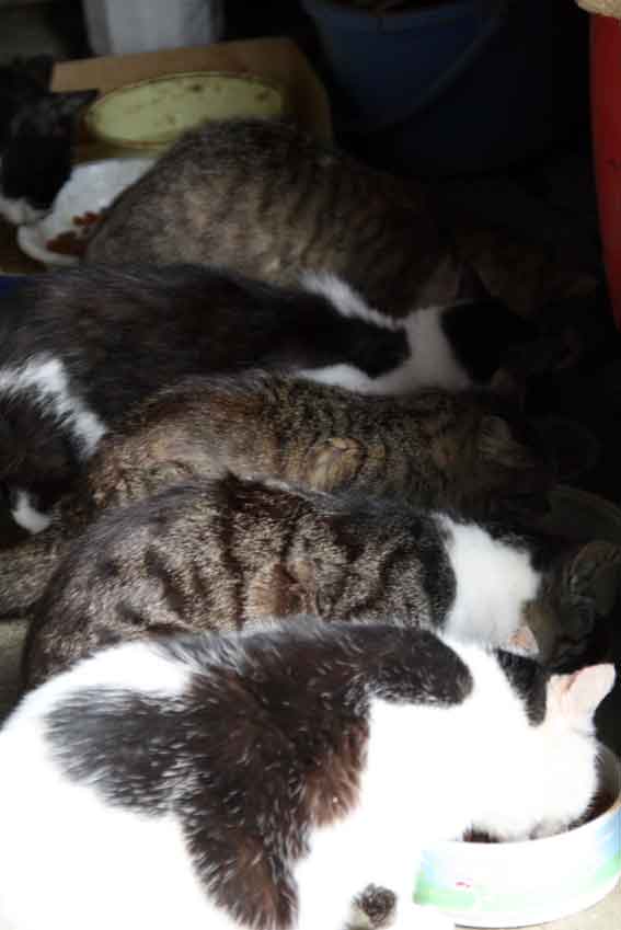 我が家のニャンコ♪2013/3/14-3