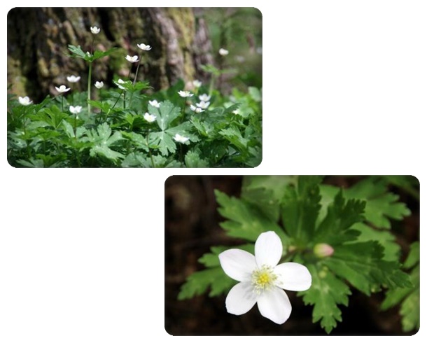 樹木公園-24 ニリンソウ 15.4.18