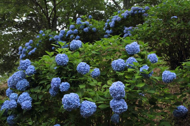 七曲りの紫陽花_02.jpg