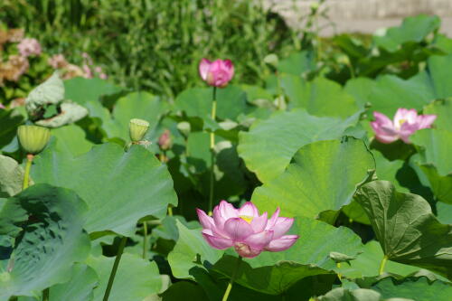 上野不忍池の蓮の花