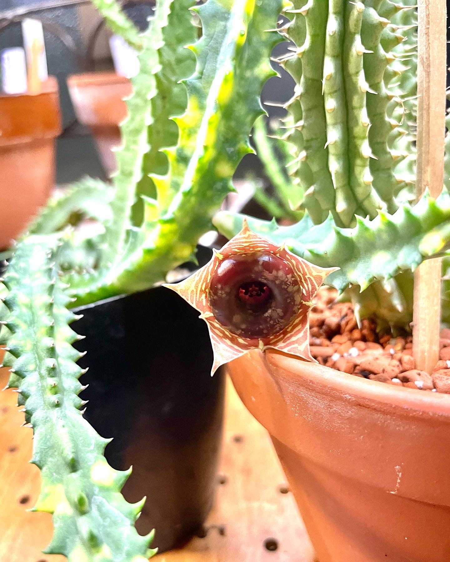 フェルニア・ゼブリナ【Huernia zebrina】 | 多肉ガガイモまとめ - 楽天ブログ