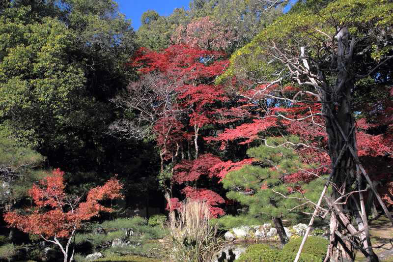 大覚寺_002境内の紅葉.jpg