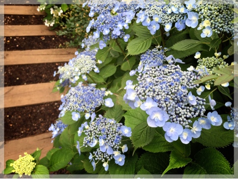 横浜イングリッシュガーデンの紫陽花
