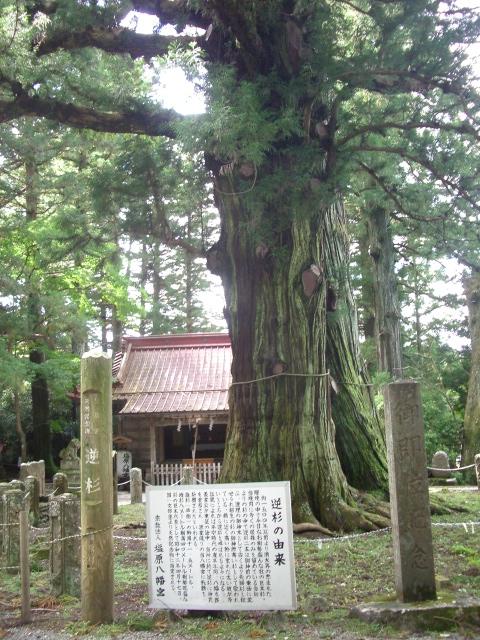 八幡神社の逆杉