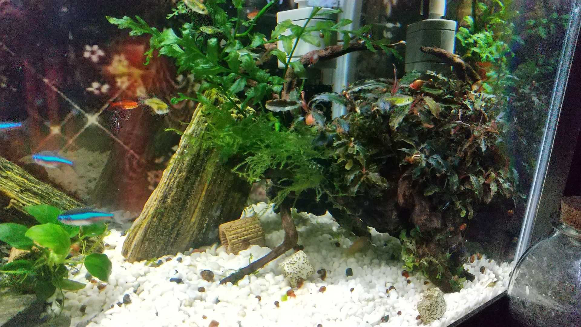 21年05月23日の記事 ねこ65のブログ 楽天ブログ